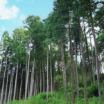 森林法の届出